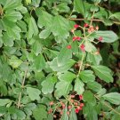 Viburnum foetidum EVERGREEN SHRUB Seeds FJ