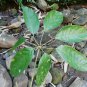 Schefflera pubigera UNIQUE TREE Seeds FJ