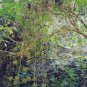 Schefflera pubigera UNIQUE TREE Seeds FJ