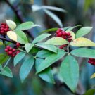 Zanthoxylum armatum WINGED PRICKLY ASH Seeds FJ