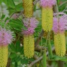 Dichrostachys cinerea BELL MIMOSA TREE Exotic SEEDS FJ