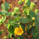 Abutilon indicum UNIQUE PERENNIAL Seeds FJ