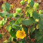Abutilon indicum UNIQUE PERENNIAL Seeds FJ