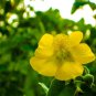 Abutilon indicum UNIQUE PERENNIAL Seeds FJ