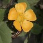 Abutilon indicum UNIQUE PERENNIAL Seeds FJ