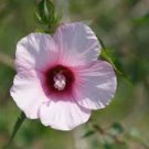 Hibiscus laevis LUFKIN RED HALBERD LEAVED HIBISCUS Seeds FJ