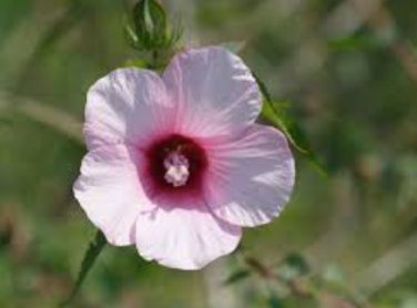 Hibiscus laevis LUFKIN RED HALBERD LEAVED HIBISCUS Seeds FJ