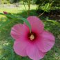 Hibiscus laevis LUFKIN RED HALBERD LEAVED HIBISCUS Seeds FJ