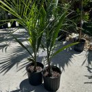 Syagrus romanzoffianum COLD HARDY QUEEN PALM Seeds FJ