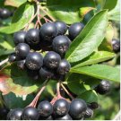 Aronia melanocarpa CHOKEBERRY Seeds FJ