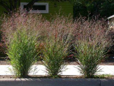 Panicum virgatum Shenandoah RED SWITCHGRASS Seeds FJ