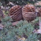 Cedrus libani CEDAR OF LEBANON Seeds FJ