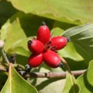 Cornus florida RED FLOWERING DOGWOOD Seeds FJ