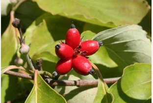 Cornus florida RED FLOWERING DOGWOOD Seeds FJ