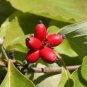 Cornus florida RED FLOWERING DOGWOOD Seeds FJ