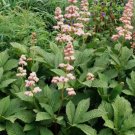 Rodgersia henrici Hybrids UNUSUAL PERENNIAL SEEDS FJ