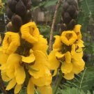 Cassia didymobotrya POPCORN SENNA Yellow flowers SEEDS FJ