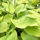 Hosta Sum and Substance HUGE LEAVES Seeds FJ