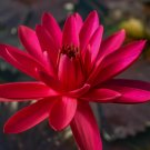 Nymphaea Red Flare RED NIGHT BLOOMING TROPICAL WATER LILY SEEDS FJ