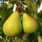 Pyrus communis Bartlett PEAR TREE Seeds FJ