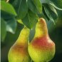 Pyrus communis Bartlett PEAR TREE Seeds FJ