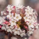 Viburnum carlesii KOREANSPICE Fragrant Blooms Seeds FJ
