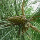 Pinus contorta latifolia LODGEPOLE PINE TREE Seeds FJ