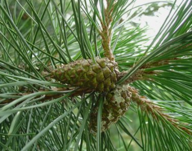 Pinus contorta latifolia LODGEPOLE PINE TREE Seeds FJ