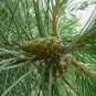 Pinus contorta latifolia LODGEPOLE PINE TREE Seeds FJ