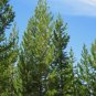 Pinus contorta latifolia LODGEPOLE PINE TREE Seeds FJ