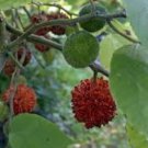Broussonetia papyrifera PAPER MULBERRY Tree Seeds FJ