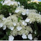 Hydrangea anomala petiolaris CLIMBING HYDRANGEA Seeds FJ