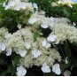 Hydrangea anomala petiolaris CLIMBING HYDRANGEA Seeds FJ