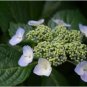 Hydrangea anomala petiolaris CLIMBING HYDRANGEA Seeds FJ