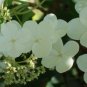 Hydrangea anomala petiolaris CLIMBING HYDRANGEA Seeds FJ