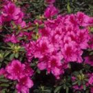 Rhododendron obtusum AZALEA Seeds FJ