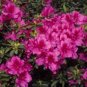 Rhododendron obtusum AZALEA Seeds FJ