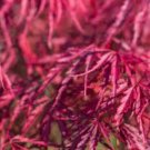 Acer palmatum dissectum atropurpureum RED LACELEAF JAPANESE MAPLE Seeds FJ