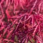 Acer palmatum dissectum atropurpureum RED LACELEAF JAPANESE MAPLE Seeds FJ
