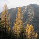Larix occidentalis WESTERN LARCH Tree Seeds FJ