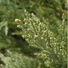 Sequoiadendron giganteum BLUE GIANT SEQUOIA SEEDS FJ