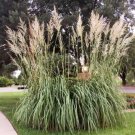 Erianthus ravennae HARDY PAMPAS GRASS Seeds FJ