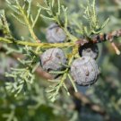 Cupressus arizonica glabra BLUE ICE CYPRESS Seeds FJ