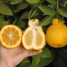 Citrus sulcata SAMBOKAN LEMON Sweetest Lemon Tree SEEDS FJ