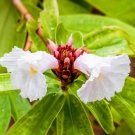 Costus speciosus SPIRAL GINGER - 1 Plant FJ
