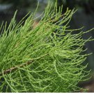 Taxodium ascendens POND CYPRESS Seeds FJ