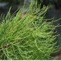 Taxodium ascendens POND CYPRESS Seeds FJ
