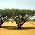 Acacia tortilis UMBRELLA THORN TREE Exotic SEEDS FJ