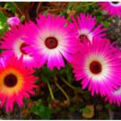 Dorotheanthus bellidiformis LIVINGSTONE DAISY - SUCCULENT Exotic SEEDS FJ