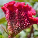 Celosia argentea cristata RED COCKSCOMB - Seeds FJ